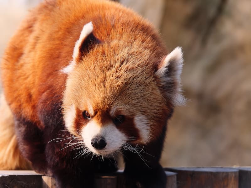 大兴野生动物园记录