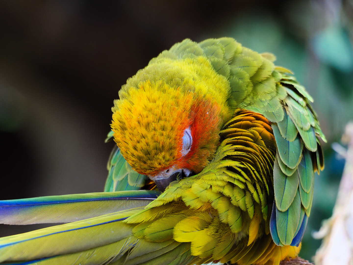 睡着的卡罗莱纳鹦哥